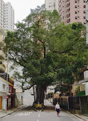 Designated Life, Tree 12, Hong Kong