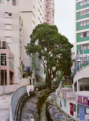 Designated Life, Tree 4, Hong Kong