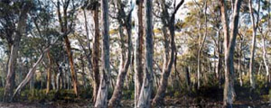 (567) Navarre Forests I, Tasmania