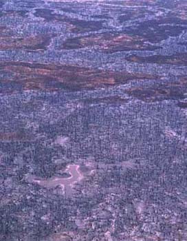 Richard Woldendorp, Dead trees on a flood plain, NT 