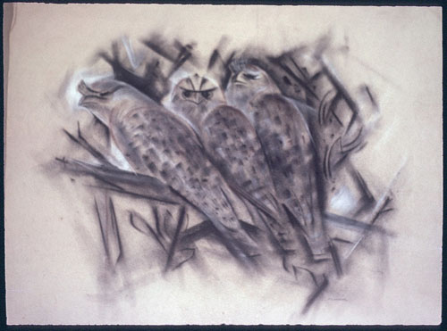 Frank Hinder, Frogmouth family