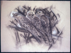Frogmouth family