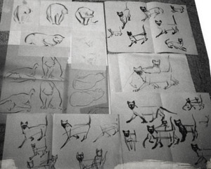 Cats and Siamese cats - studies