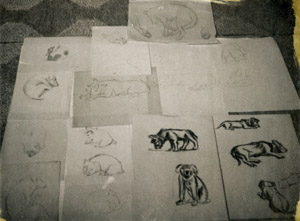 Dog, wombat, koala, lion etc studies