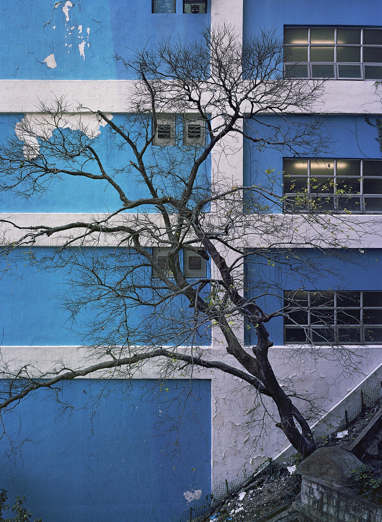 Jan Schünke, Designated Life, Tree 3, Hong Kong