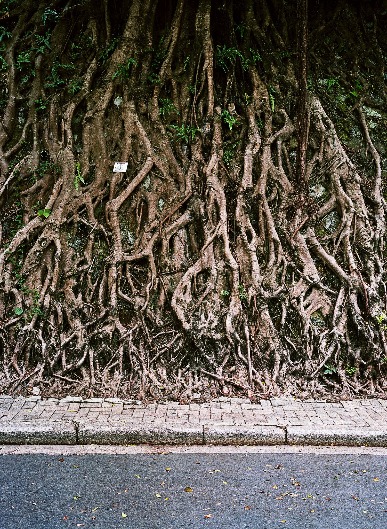 Jan Schünke, Designated Life, Tree 9, Hong Kong