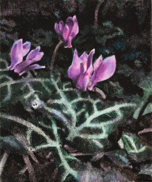 Wild Flowers – Cyclamen