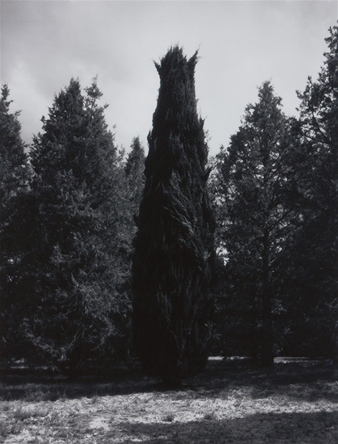 Roman Cypress (Weston Park)