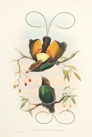Golden-Winged Bird of Paradise - Diphyllodes Chrysoptera