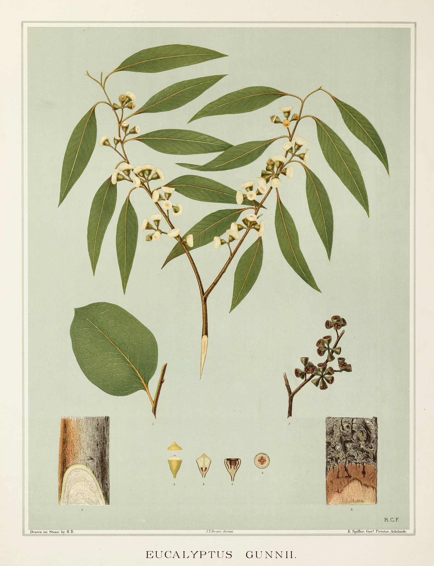Eucalyptus Gunni. White Swamp Gum