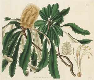 Entired-Leaved Banksia. Banksia Intergrifolia.