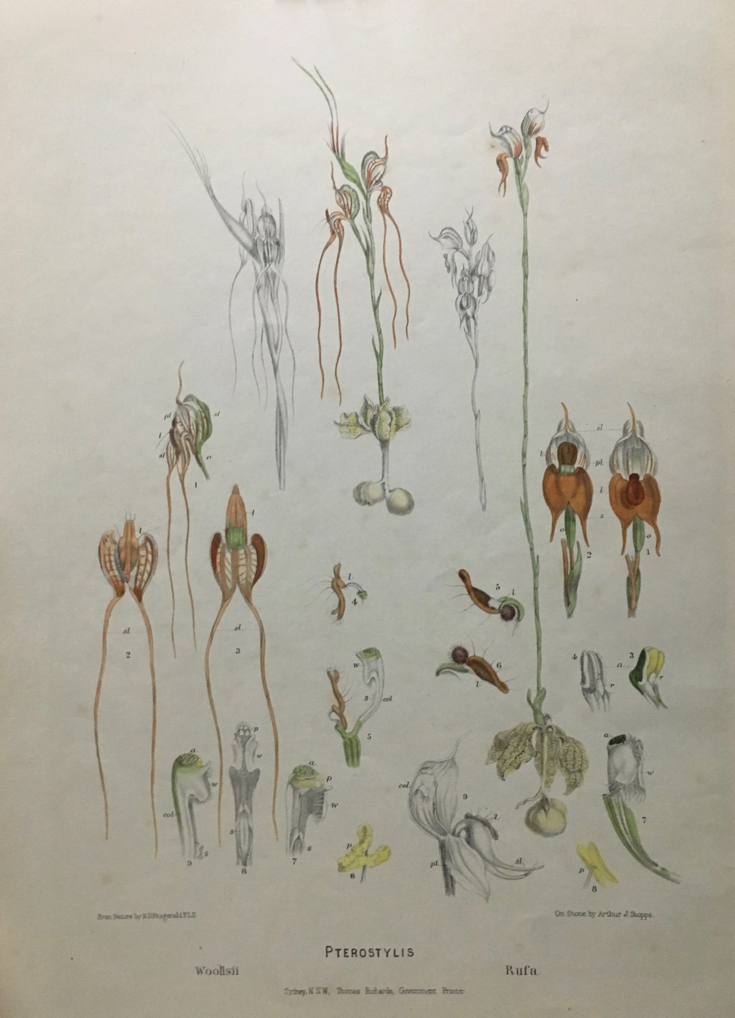 Hand coloured lithographic print from ORCHIDS OF AUSTRALIA, Fitzgerald, R.D. 