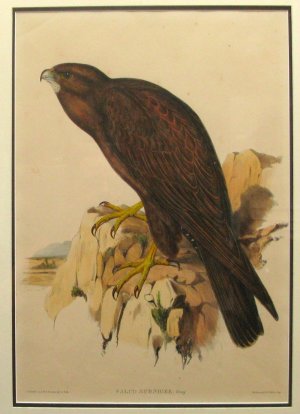 Black Falcon.  Hand coloured Lithograph by John Gould