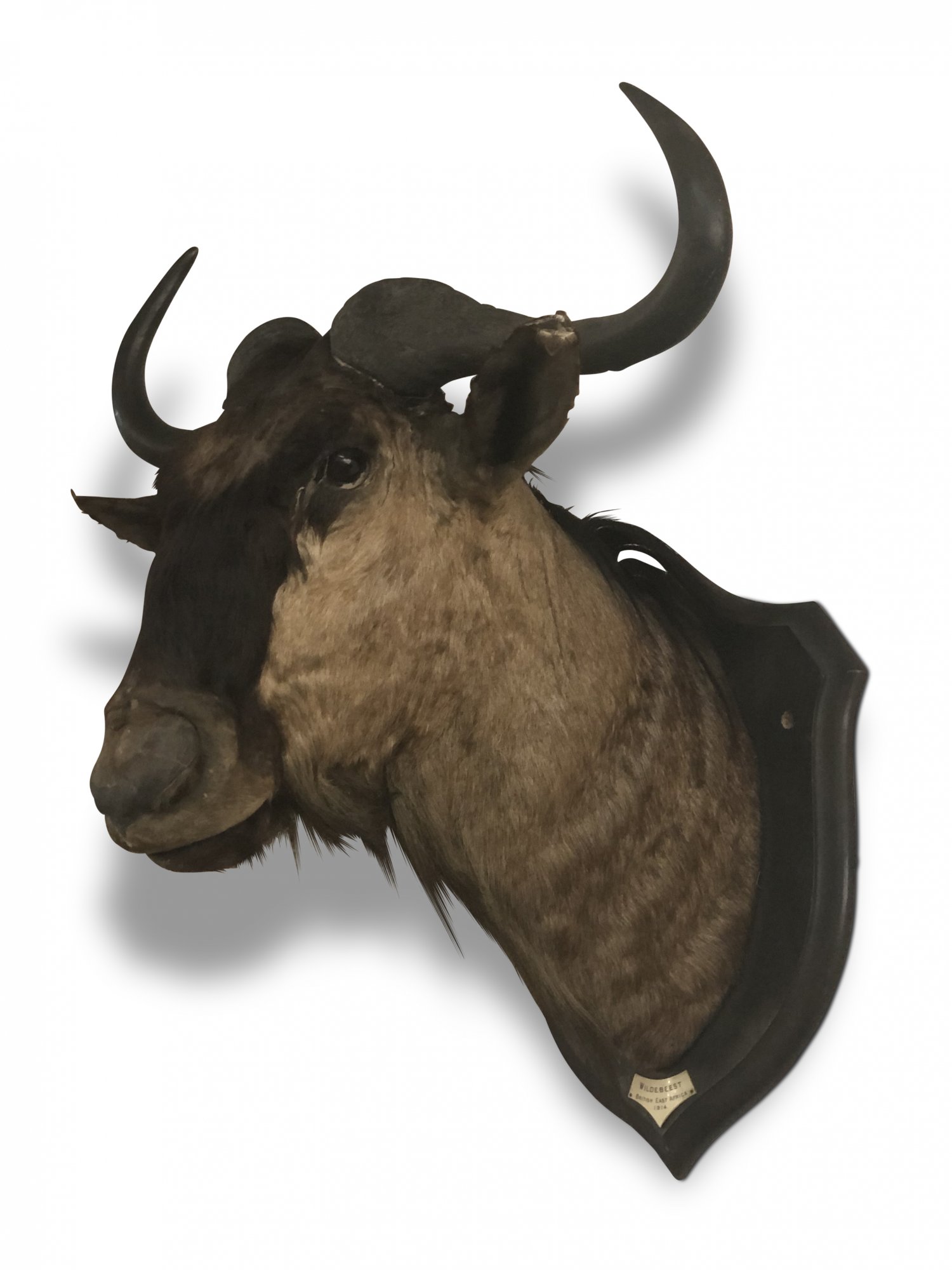Early 20th-Century Taxidermied Wildebeest Head, British East Africa,