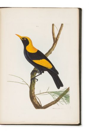A natural history of the birds of New South Wales, collected, engraved and faithfully painted after nature. By John William Lewin, A.L.S., late of Paramatta, New South Wales. New and improved edition, to which is added a list of the synonymes of each species, incorporating the labours of T. Gould, Esq., N. A. Vigors, Esq., T. Horsfield, M.D., and W. Swainson, Esq.